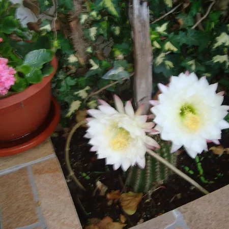 Апартаменты Lile *